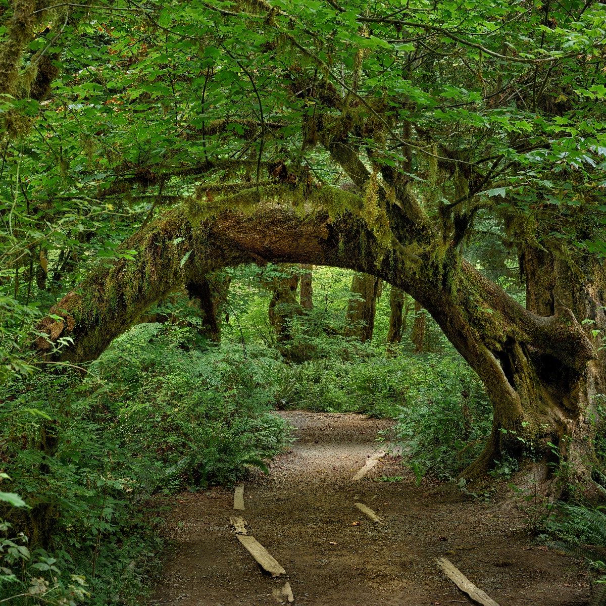 Tree in an arch