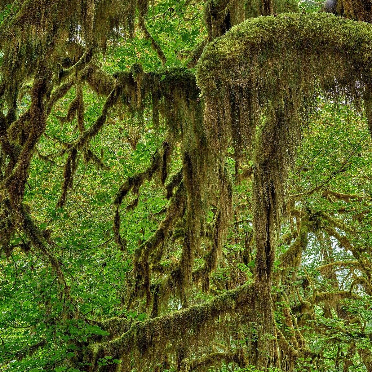 Mousse sur branches d'arbres