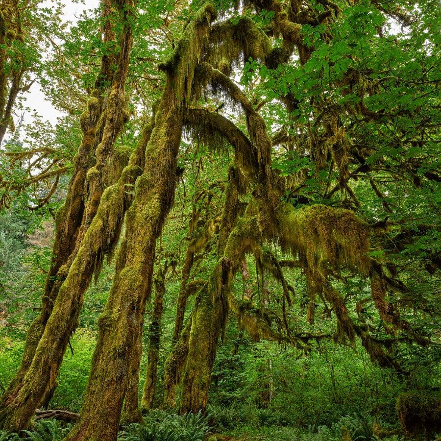 Moss on the trees