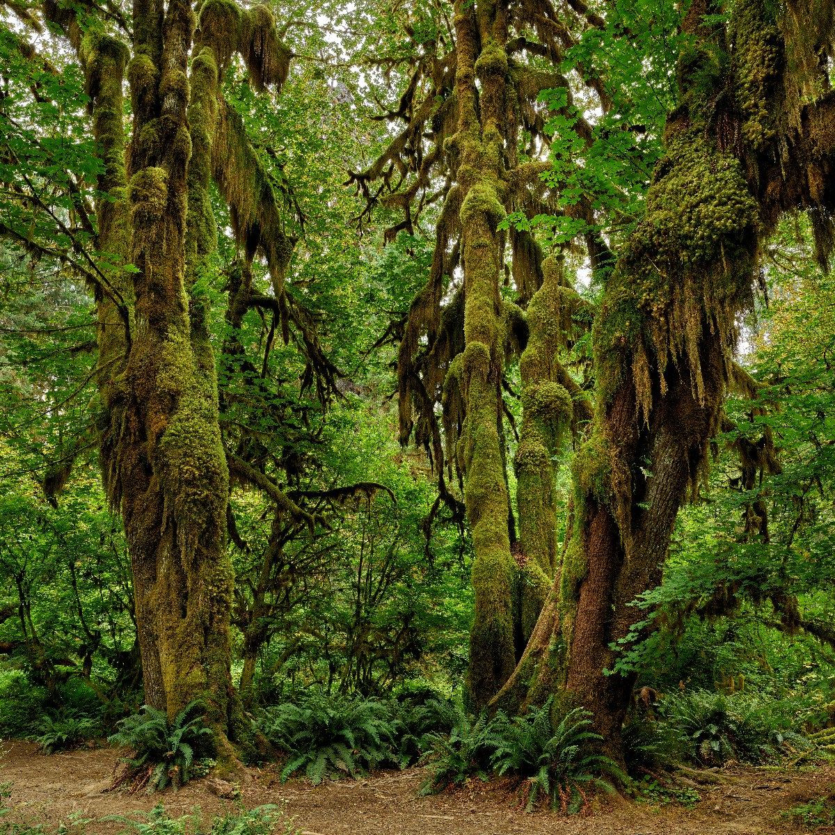 Old wilderness forest