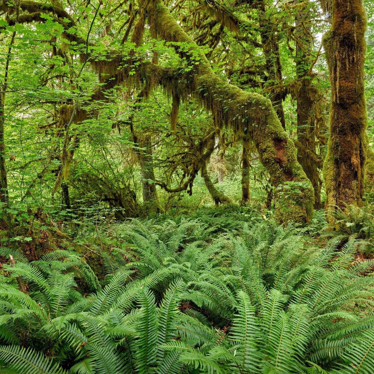 Farne in einem alten Wald