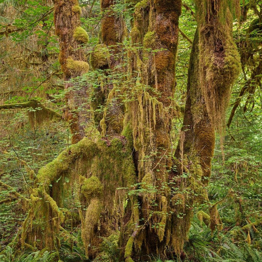 Group of trees