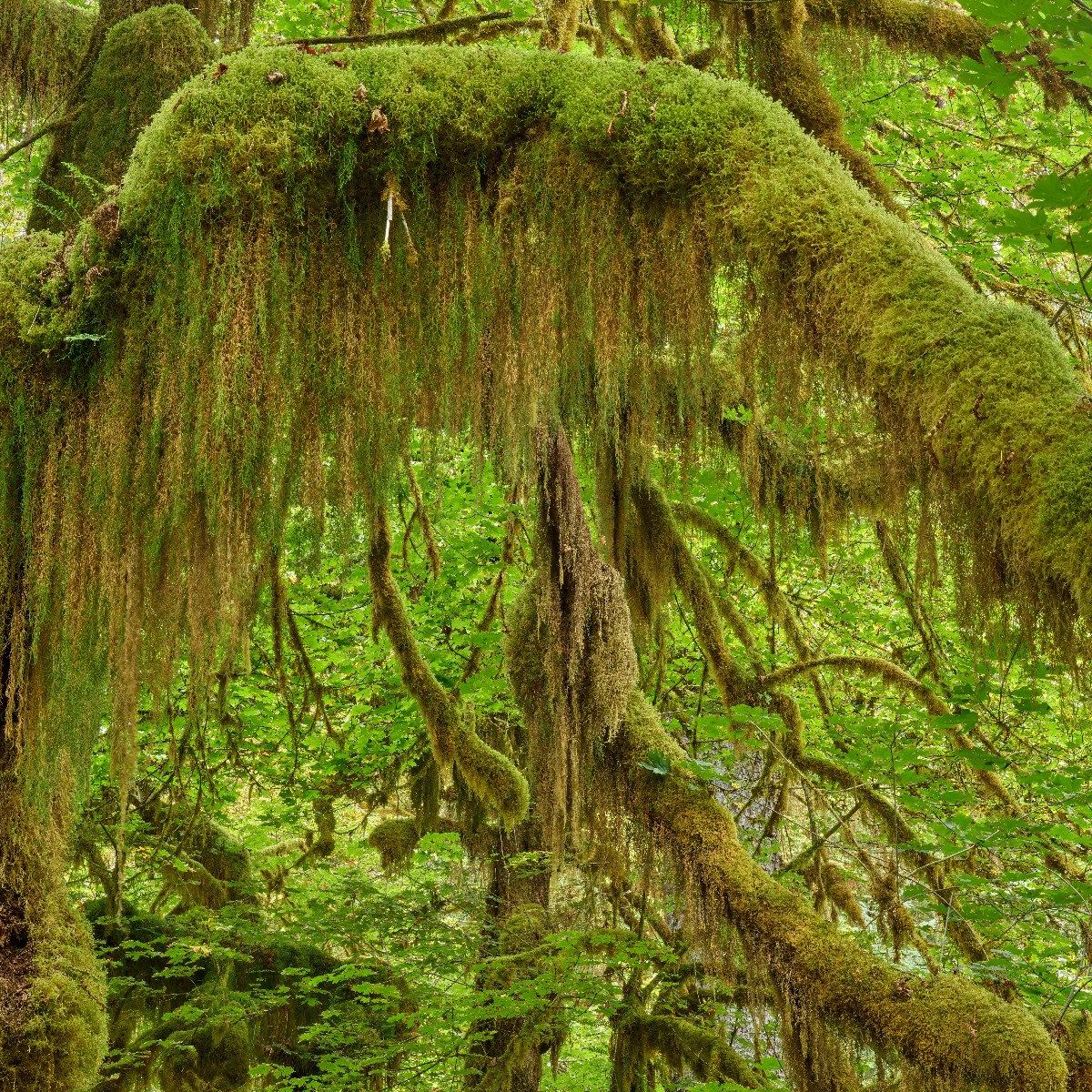 Detailed branches