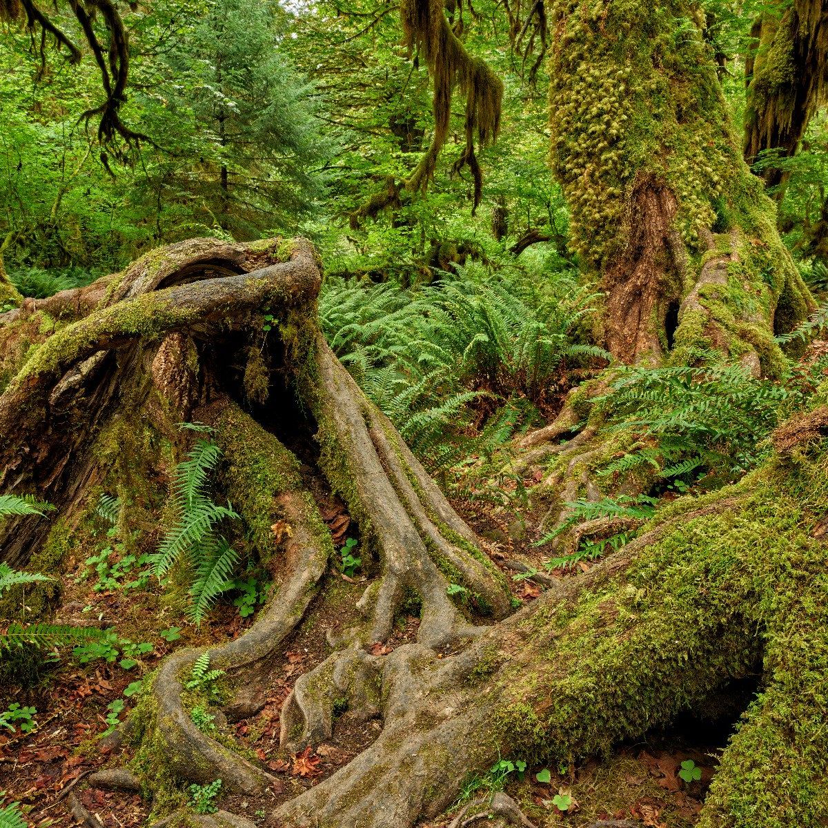 Racines d'arbres élégantes