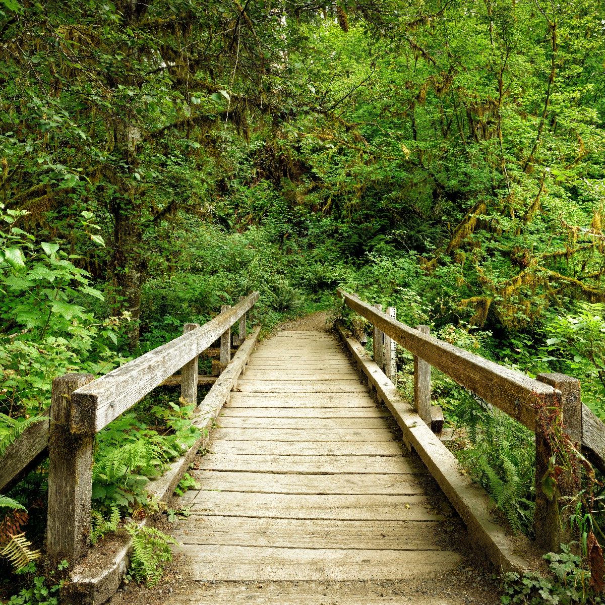 Wooden bridge