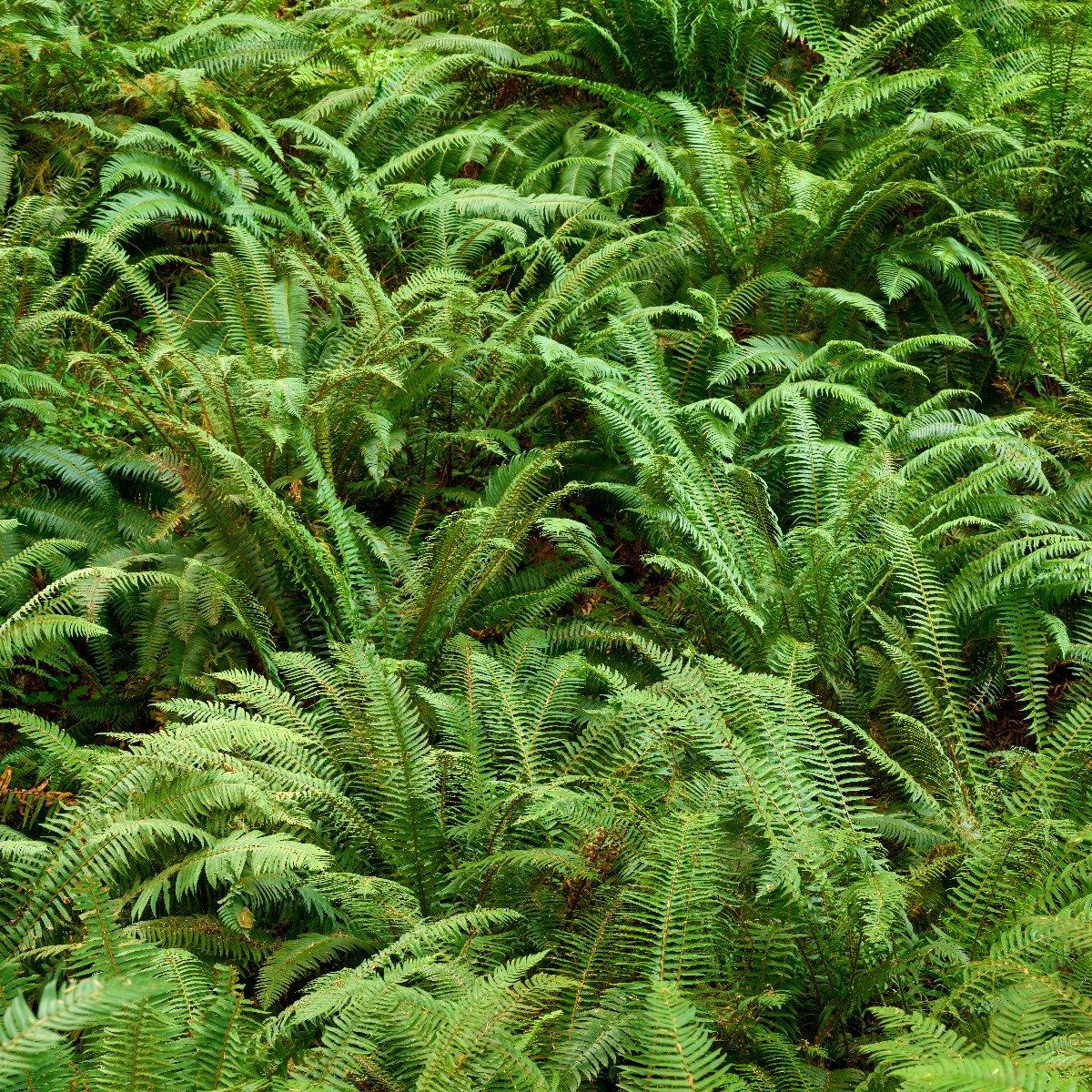 Green ferns