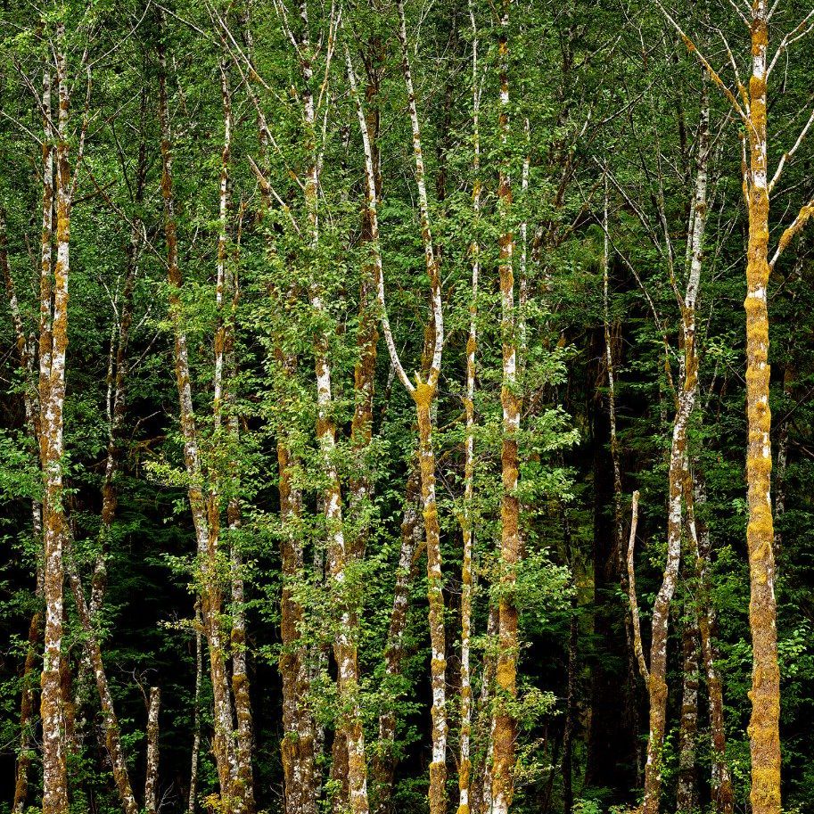 Birch trees