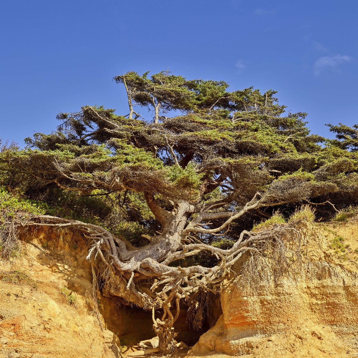 Baum des Lebens