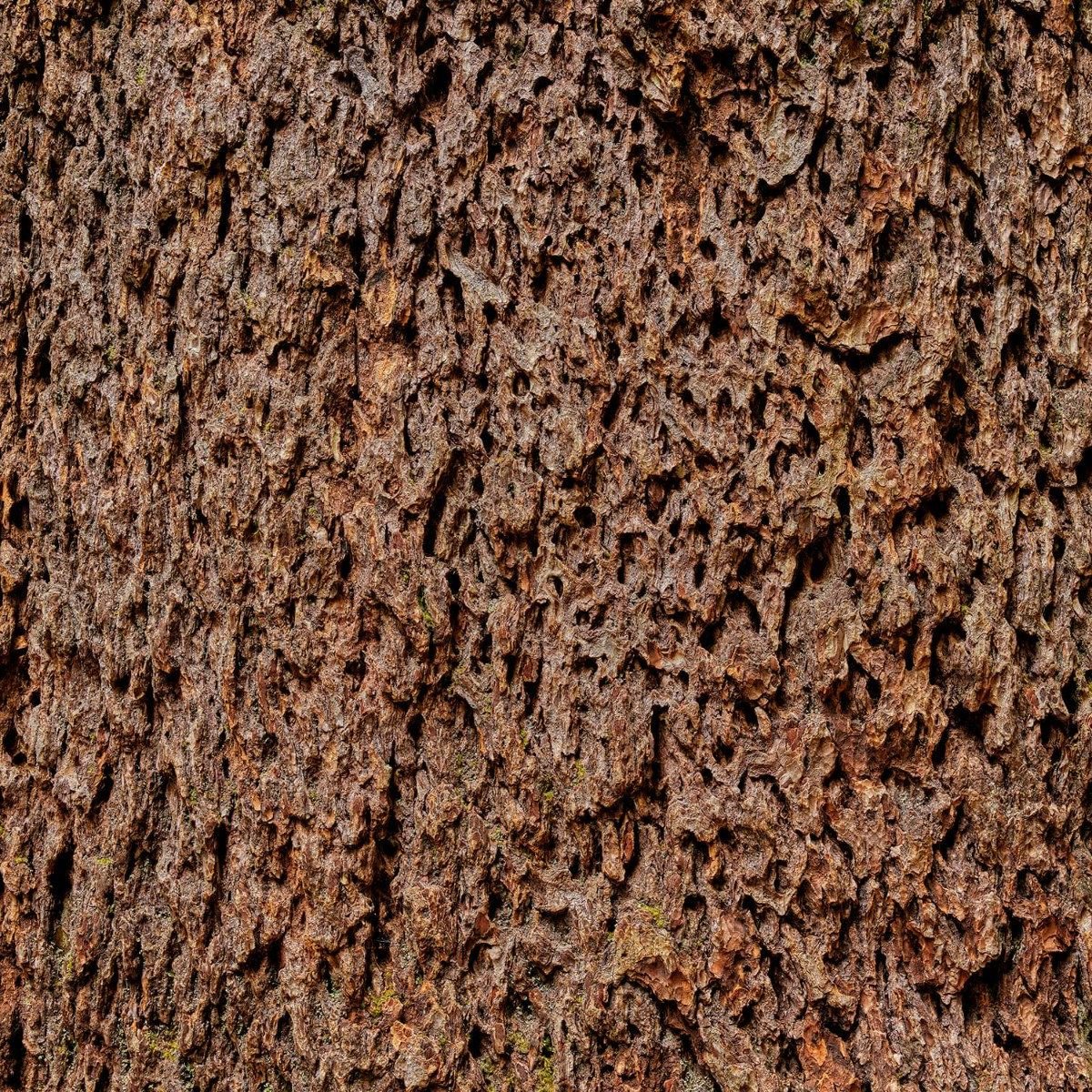 Detailed tree bark