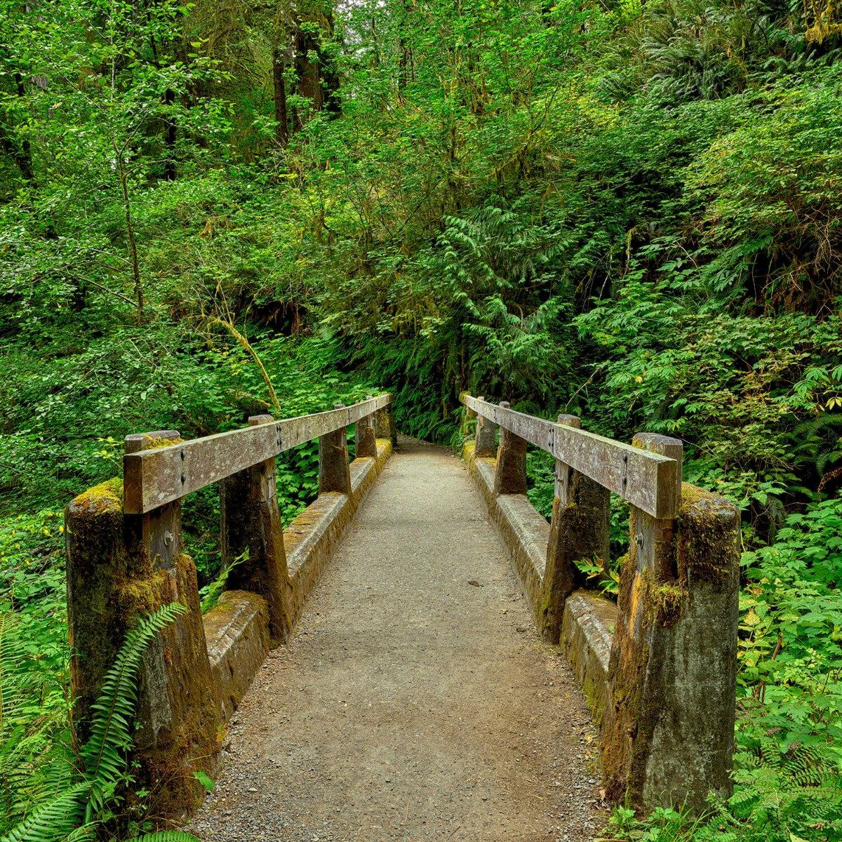 Pont dans la forêt