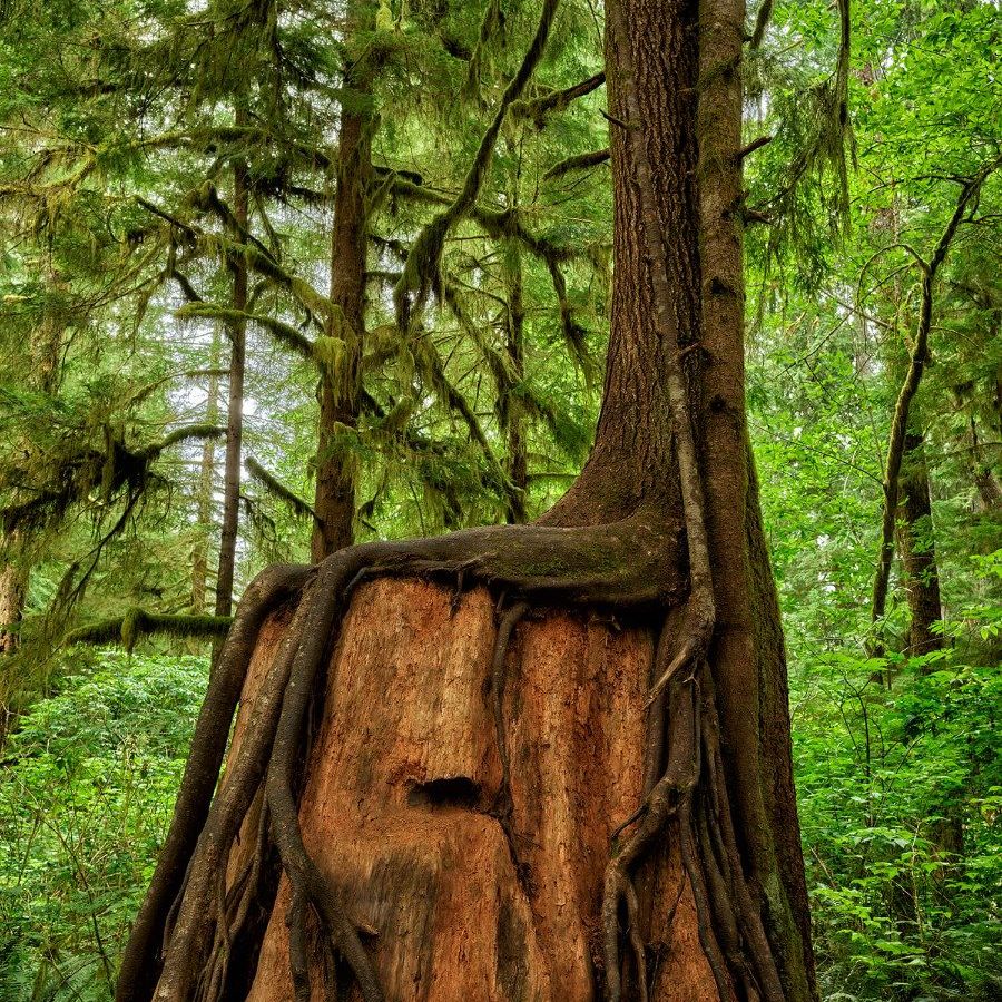 Baum auf einem Baum