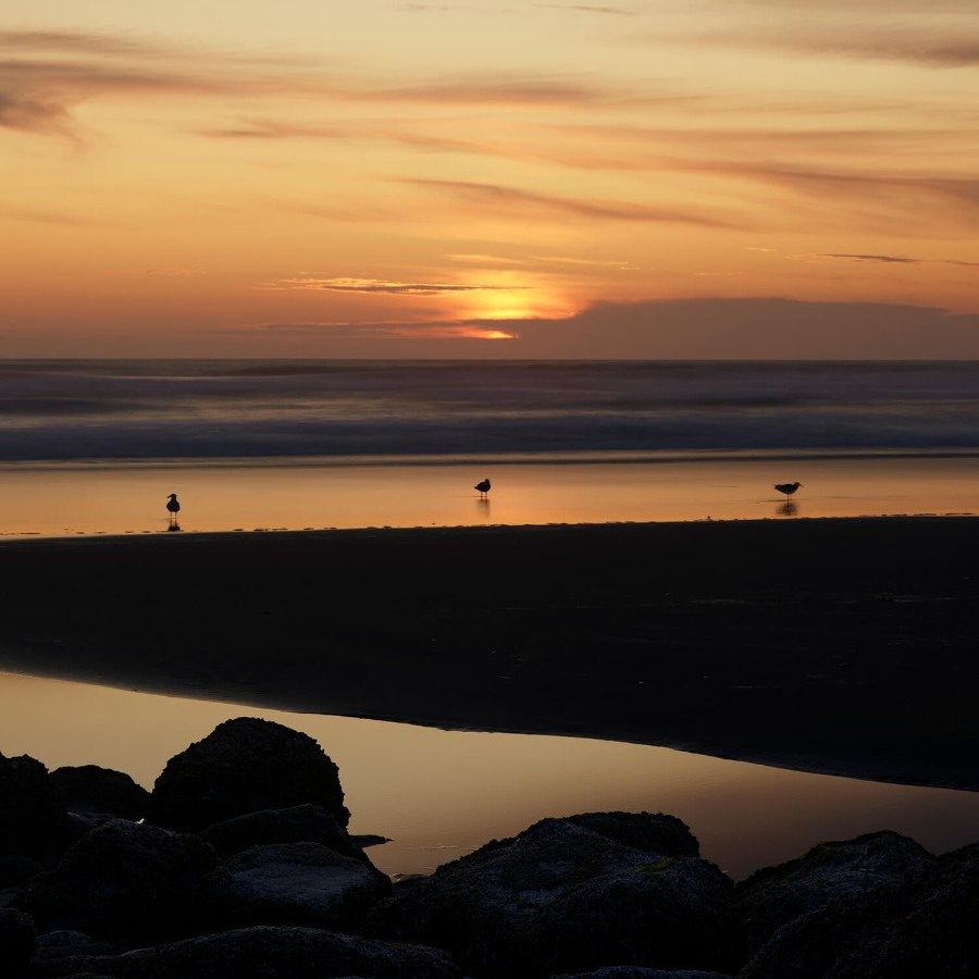 Vogels bij zonsondergang