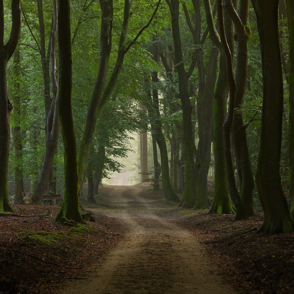 Zandpad in het bos