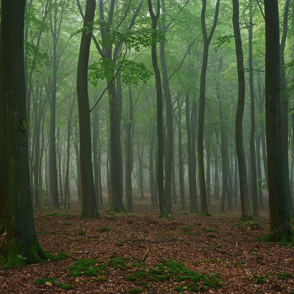 Mist in het bos