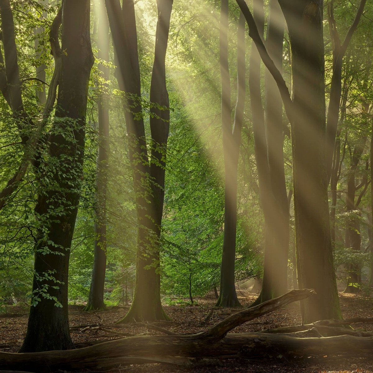 Harpes du soleil dans la forêt