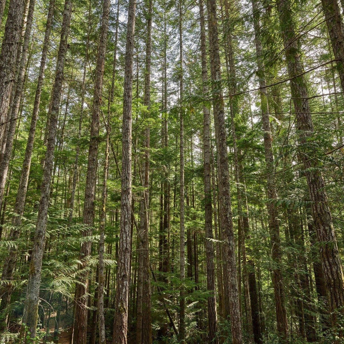 Arbres minces dans la forêt