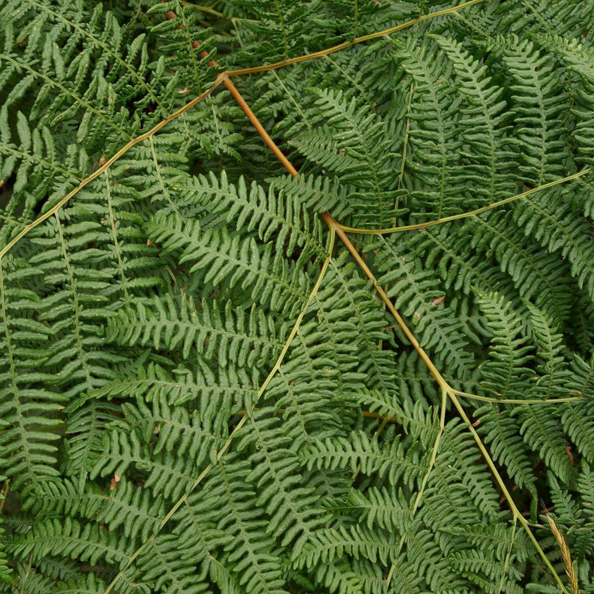 Close-up of ferns