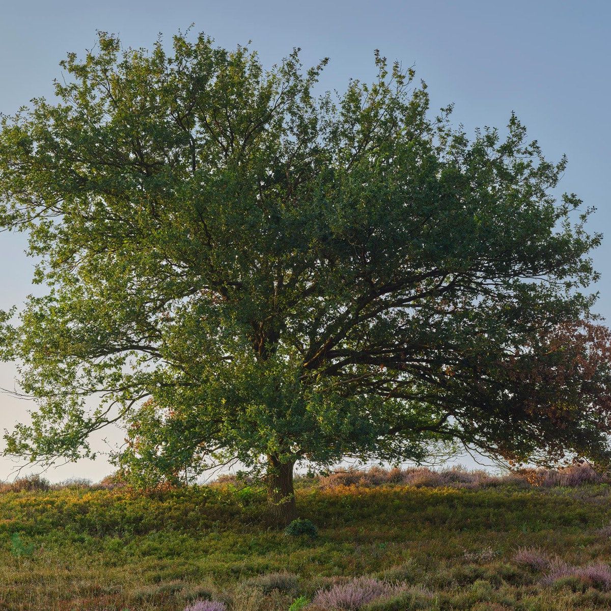 Eenzame boom op de heide