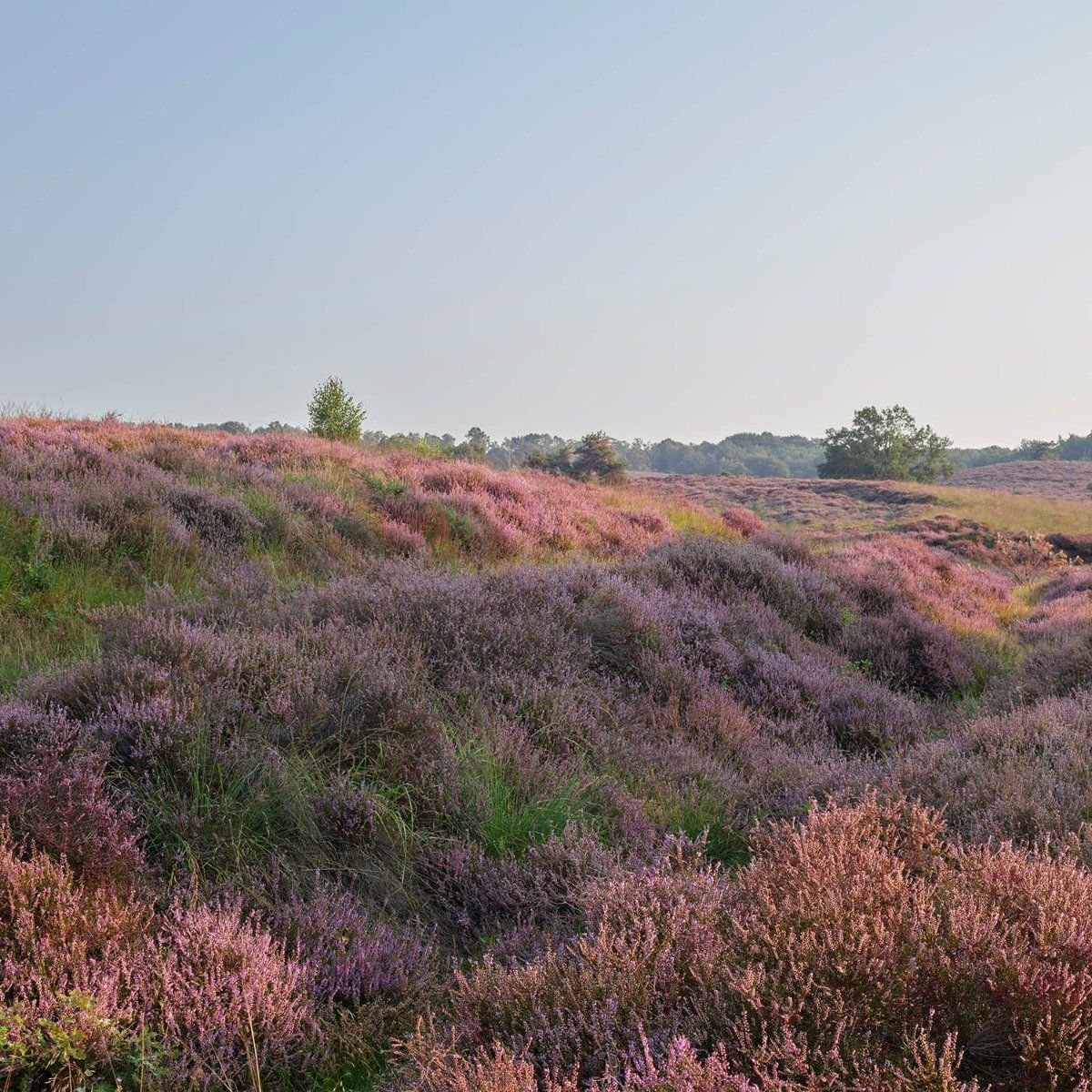 Purple heather