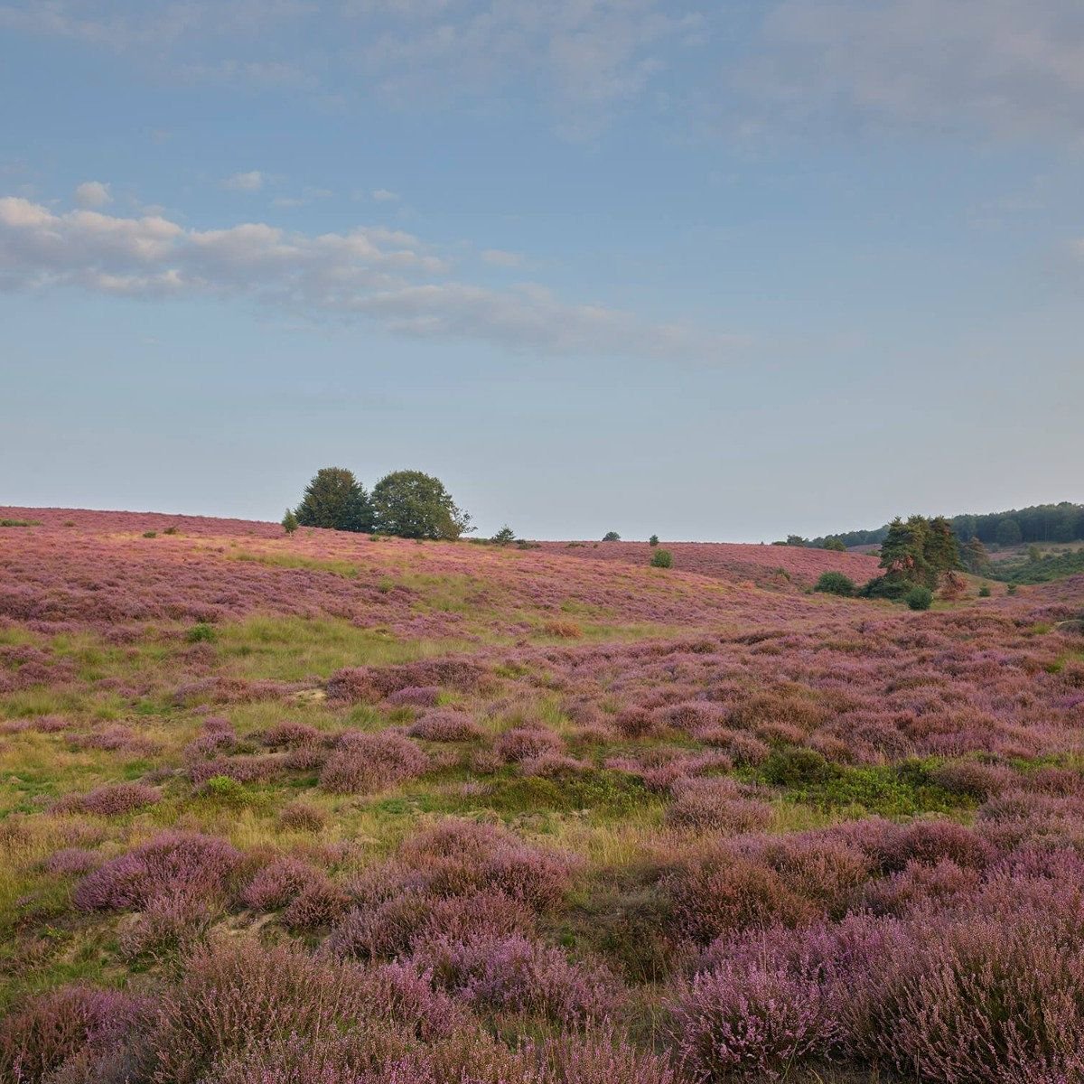 Flowering heather