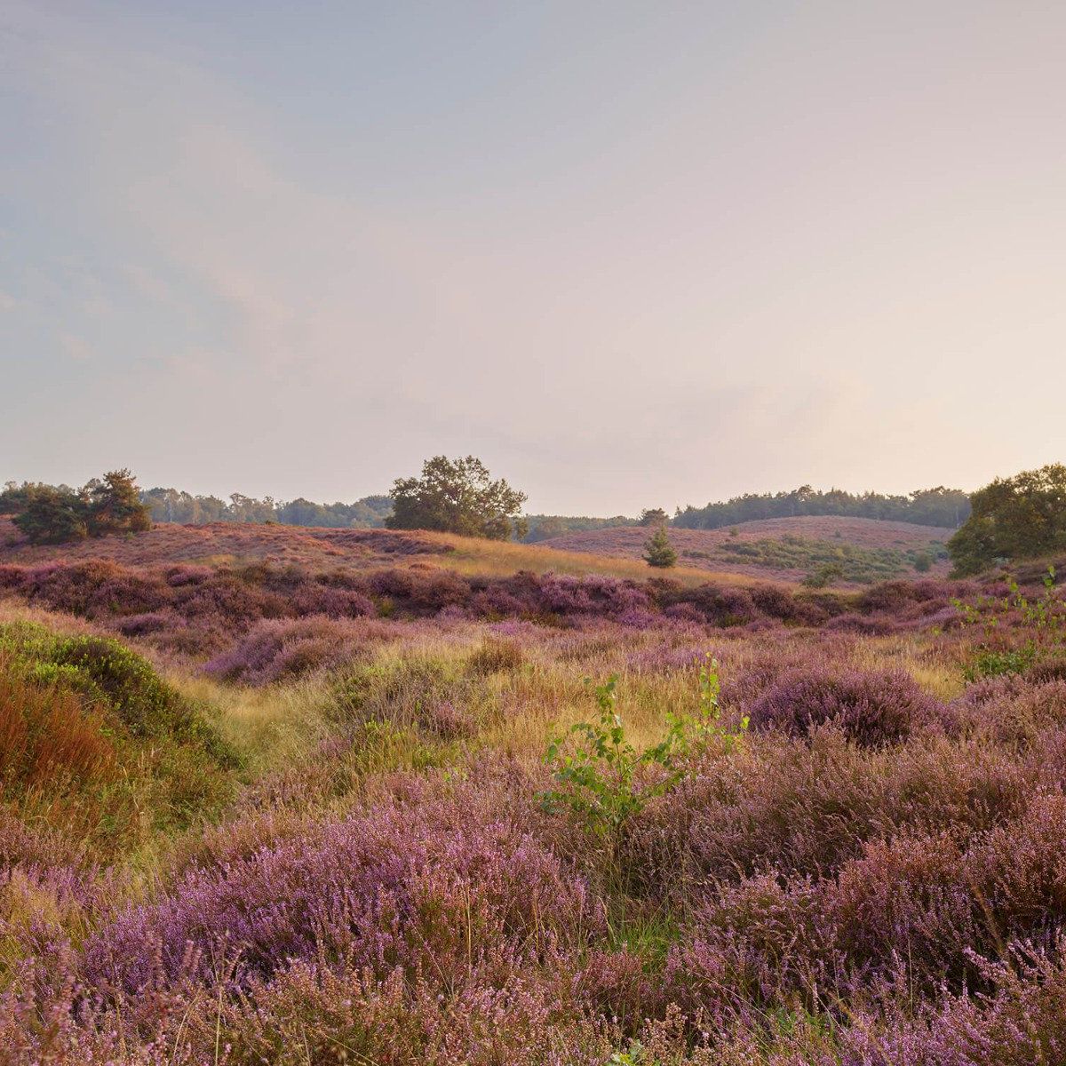 Heide bij zonsopgang