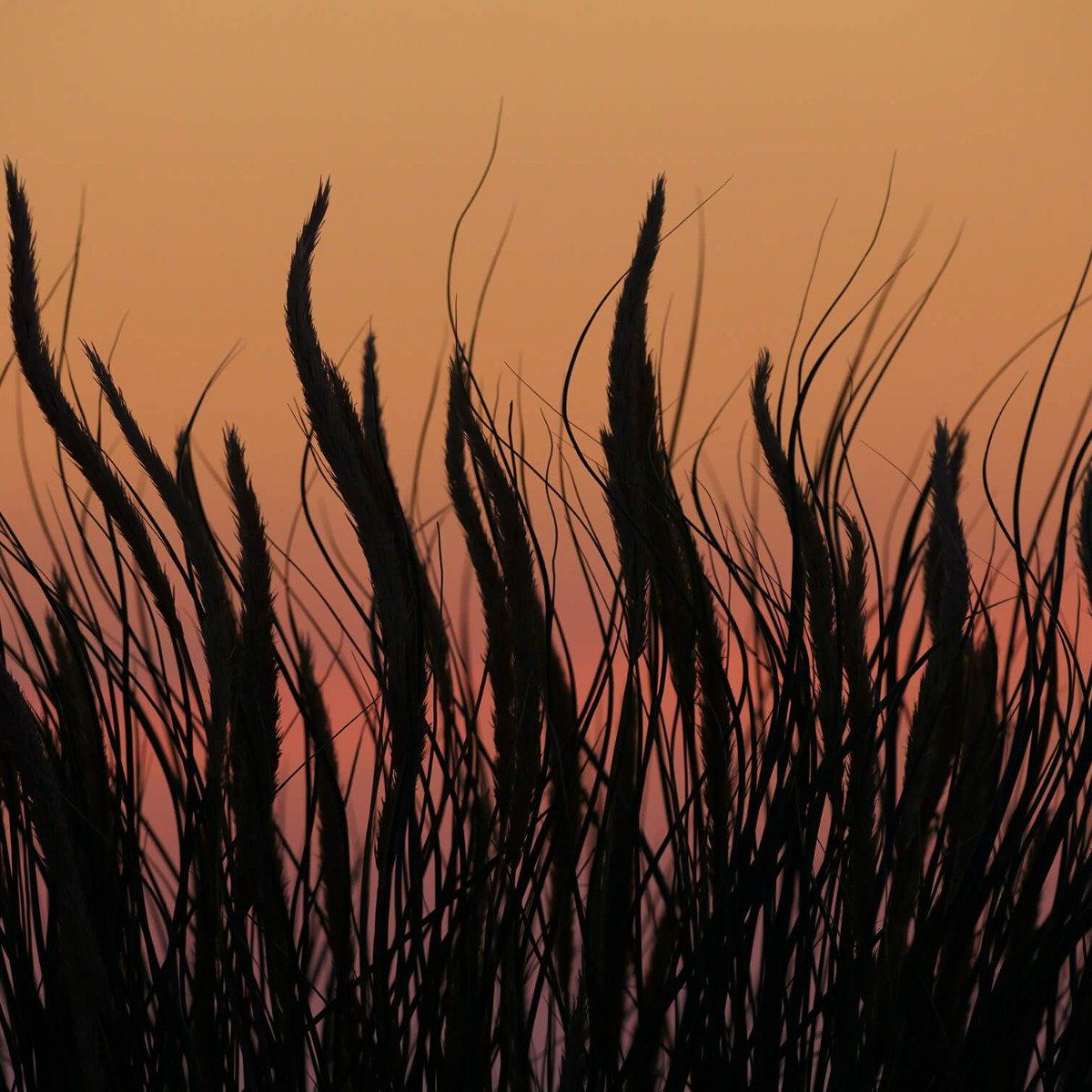 Helmet grass in the evening