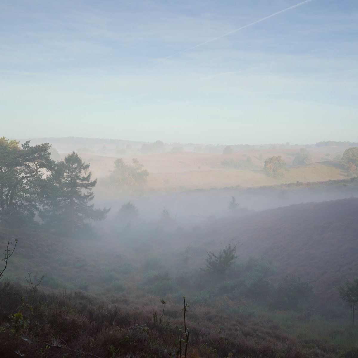 Nebel auf der Heide