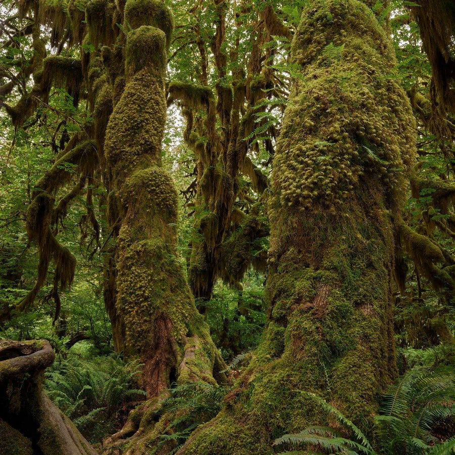 Bomen in een regenwoud