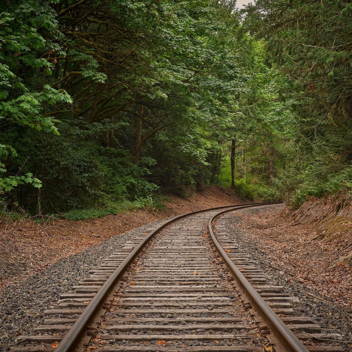 Ligne de chemin de fer à travers la forêt