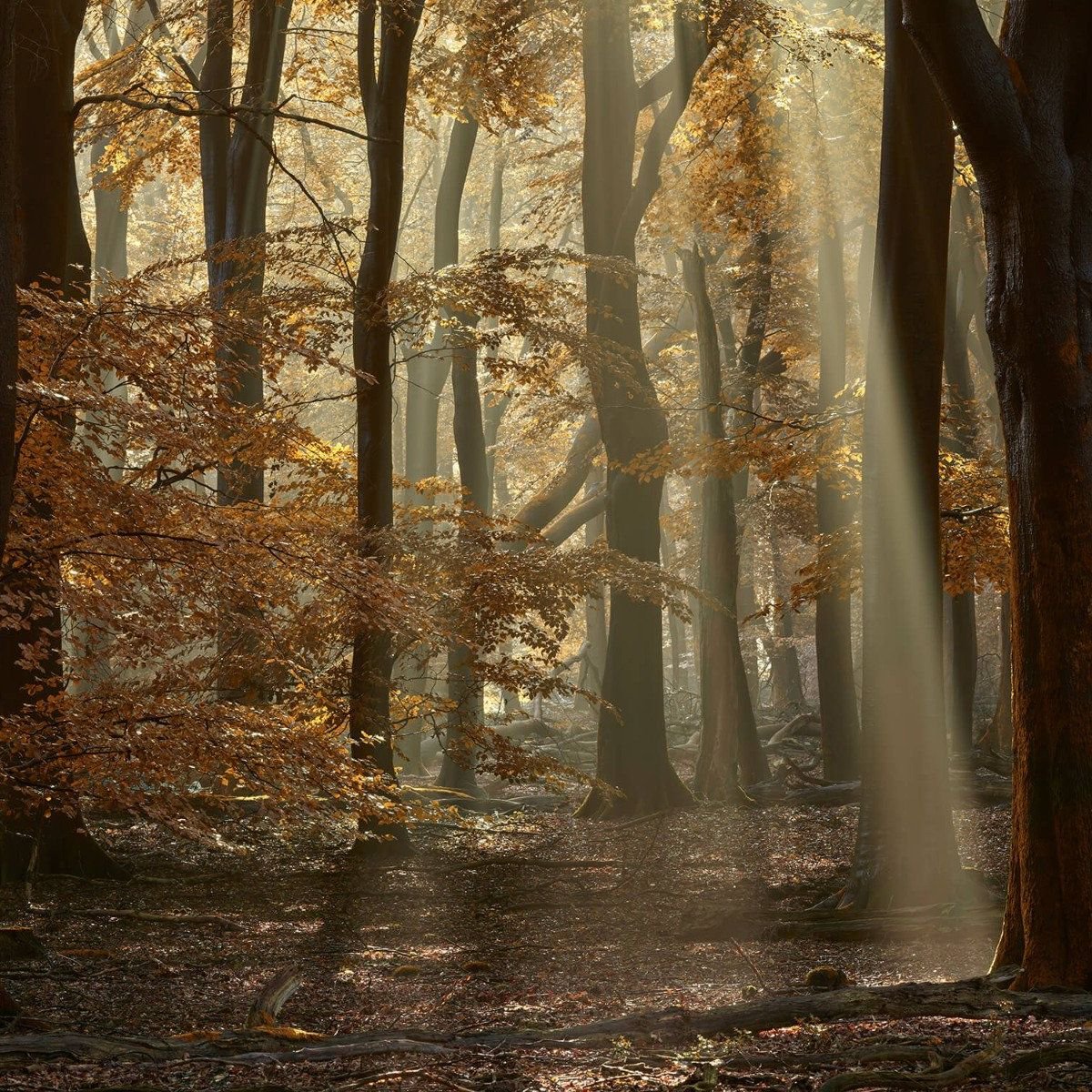 Herfstkleuren in het bos