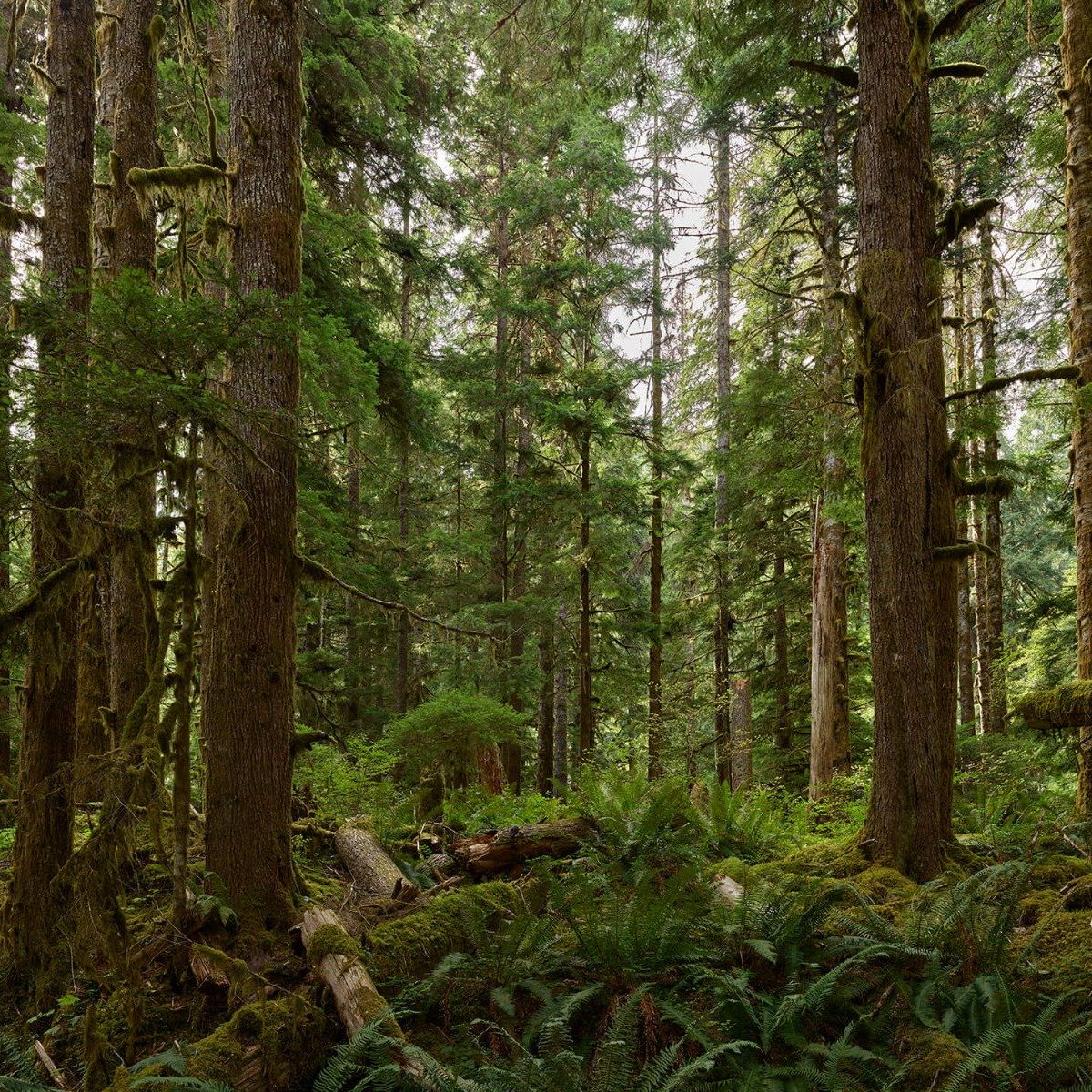 Forêt verte sauvage