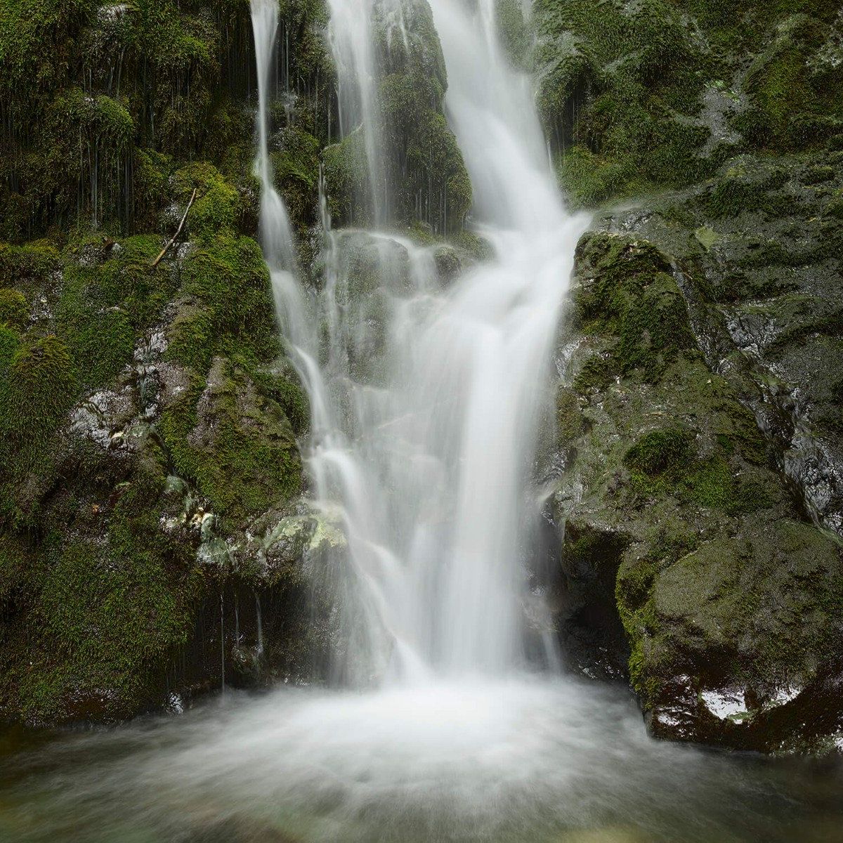 Waterfall lined with forest