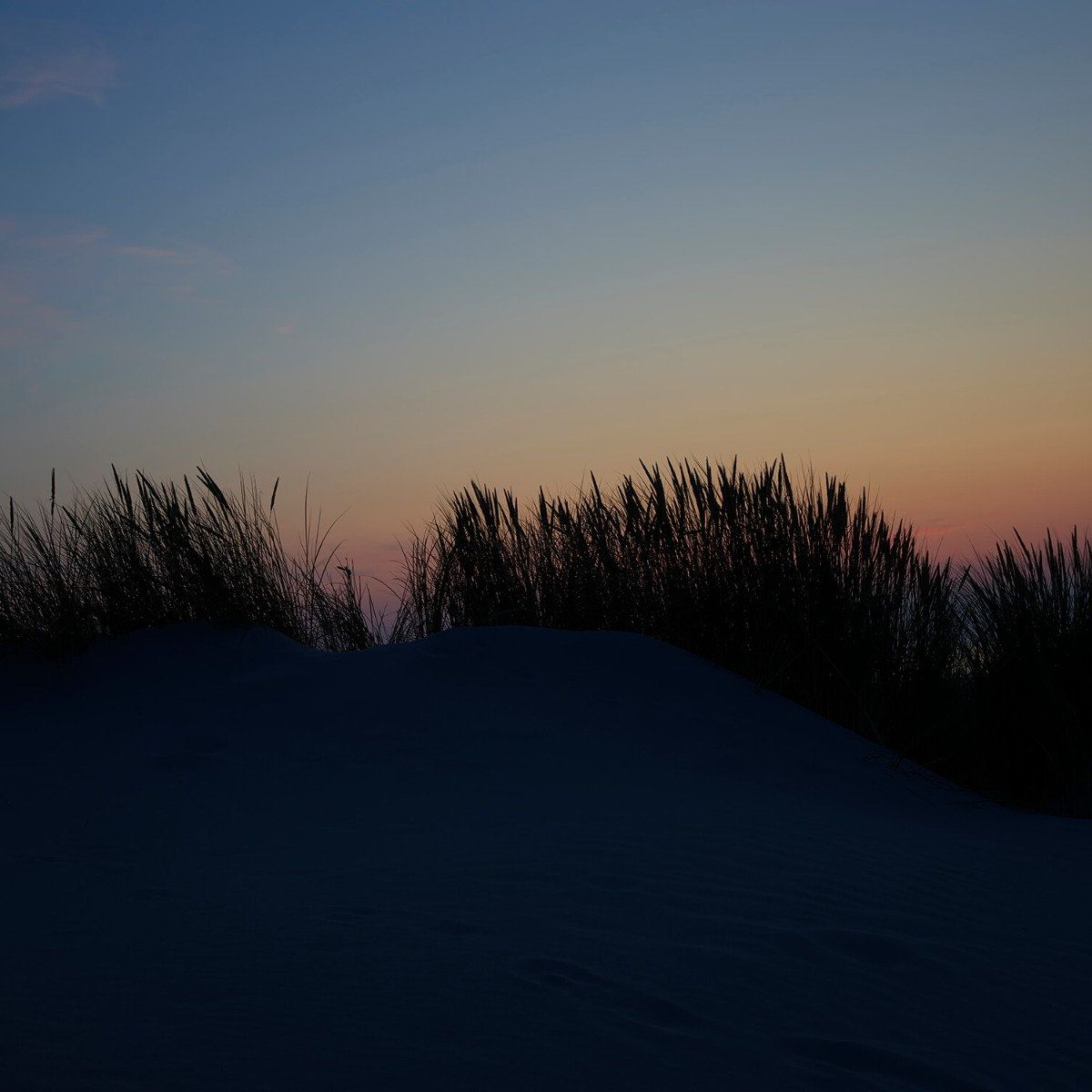 Silhouette of marram grass