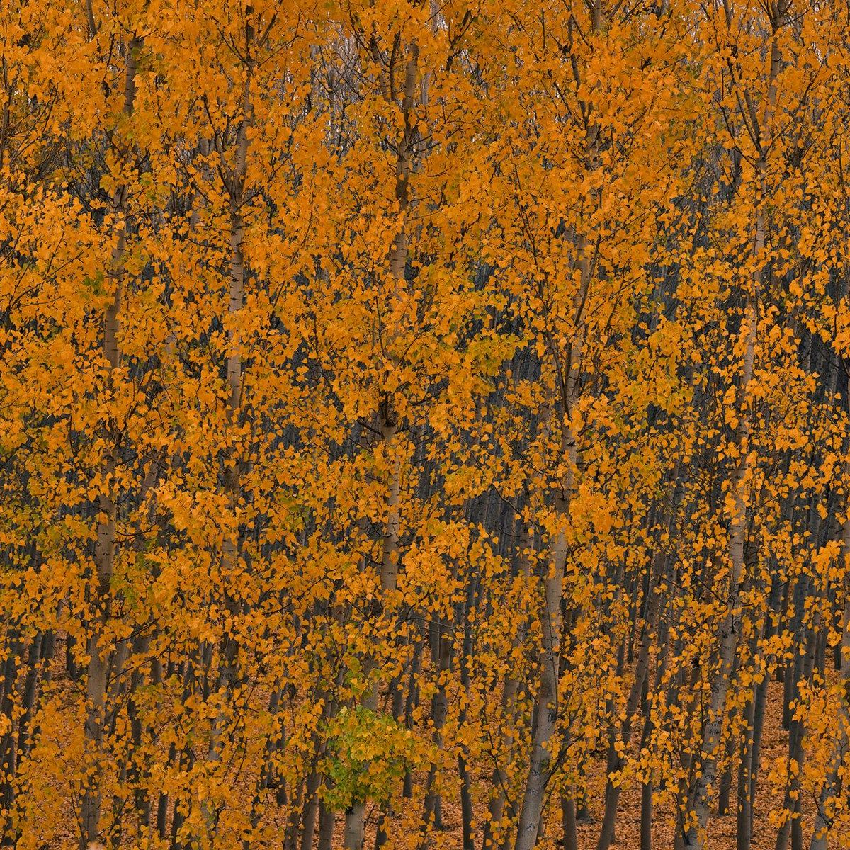 Forêt de peupliers