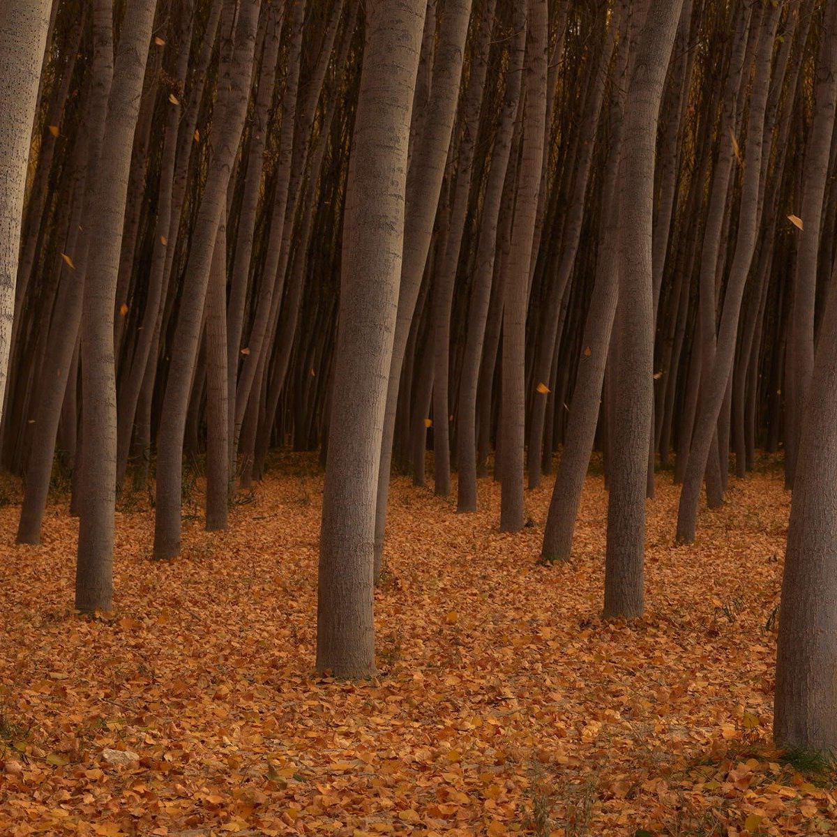 Feuilles tombantes