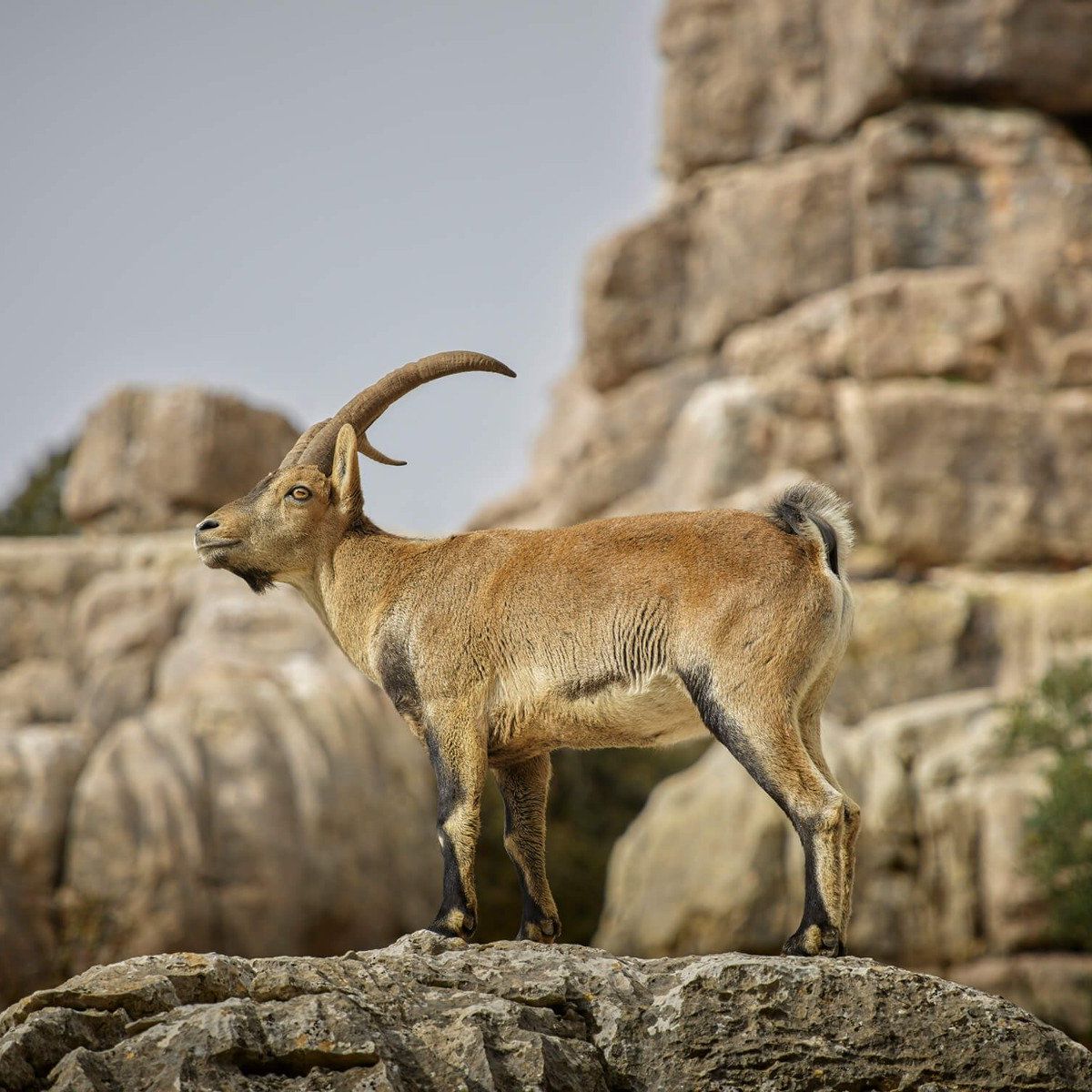 Steinbock