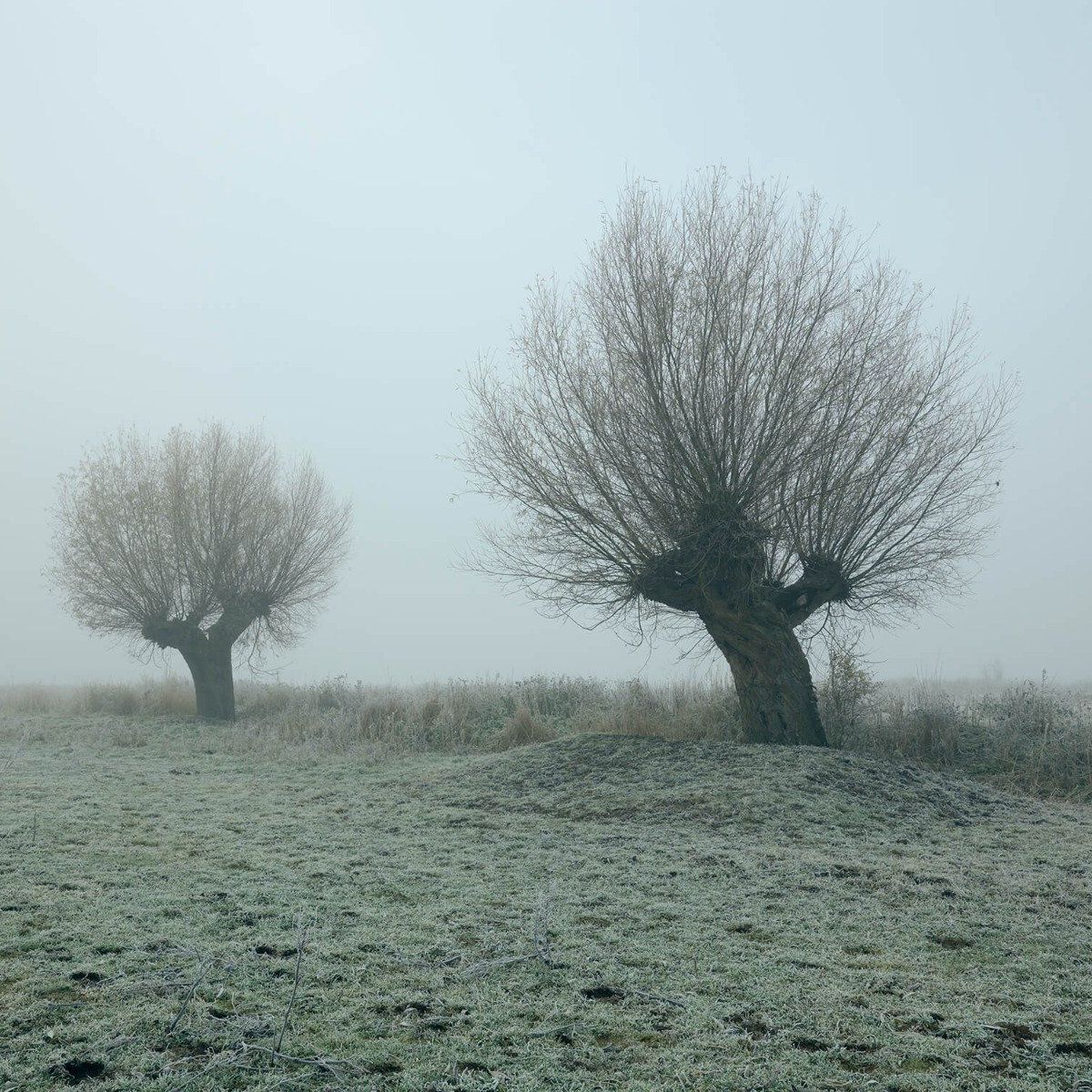 Pollard willows in the fog