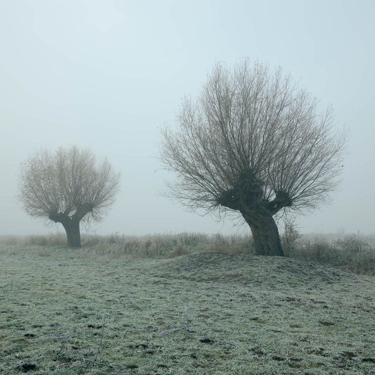 Knotwilgen in de mist