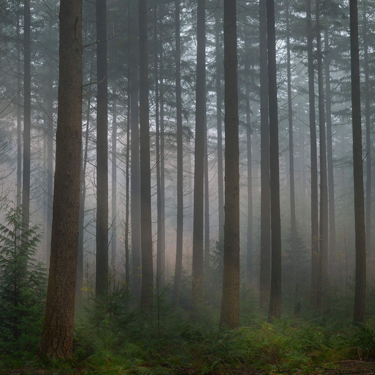 Neblig grüner Wald