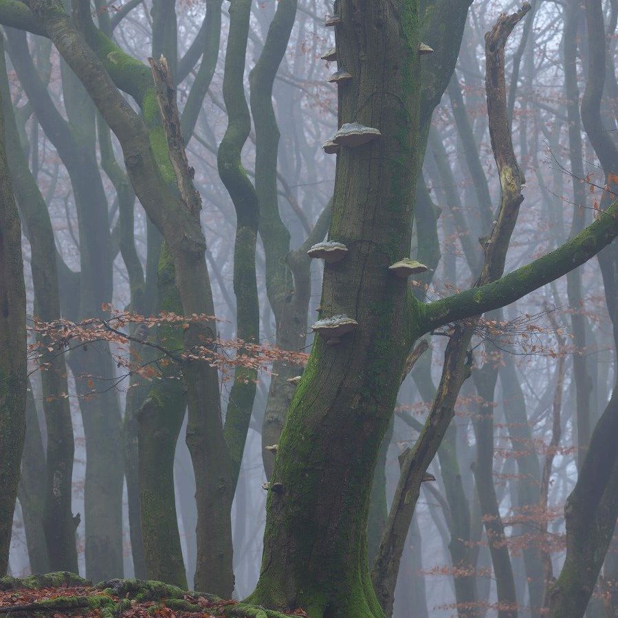 Boom met paddestoelen