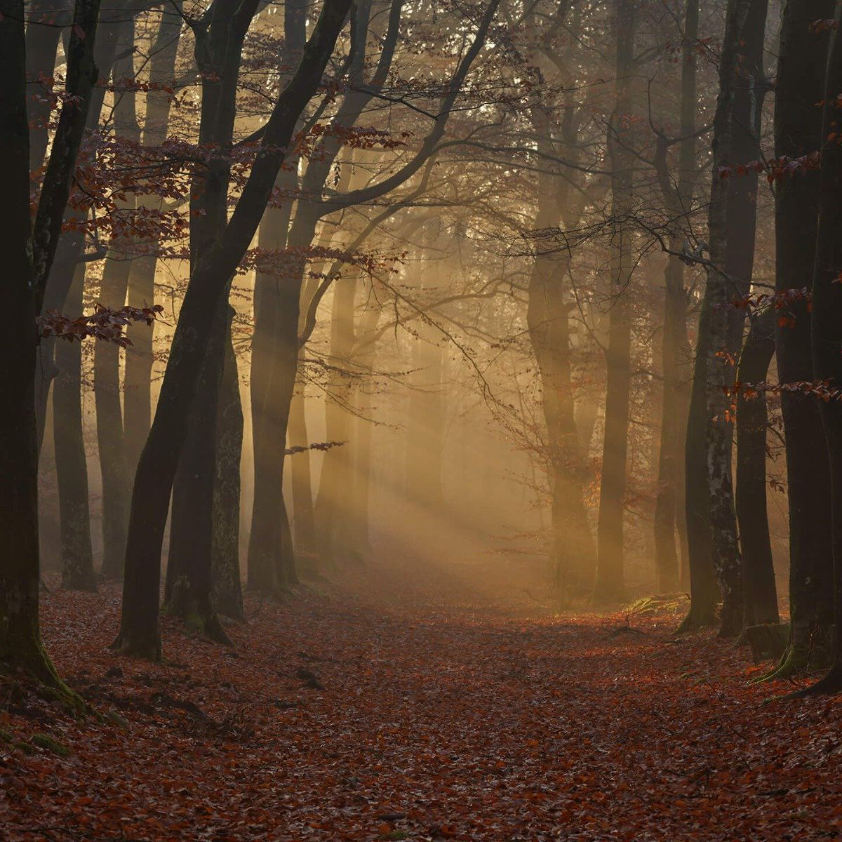 Mysterious autumn forest