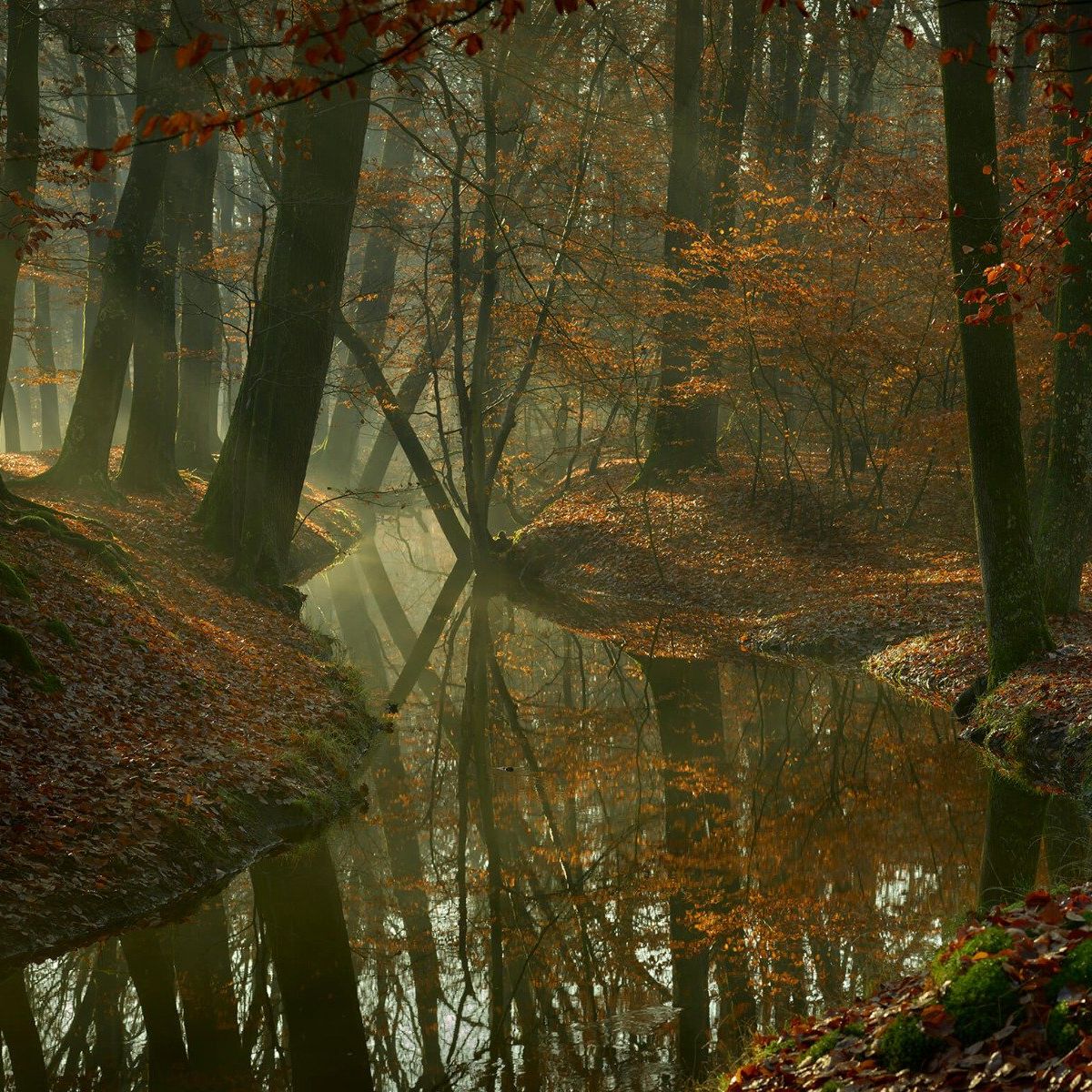 Rivière à travers la forêt