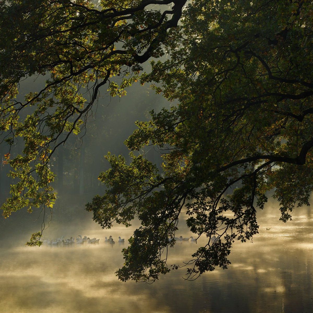 Overhanging branches above the water