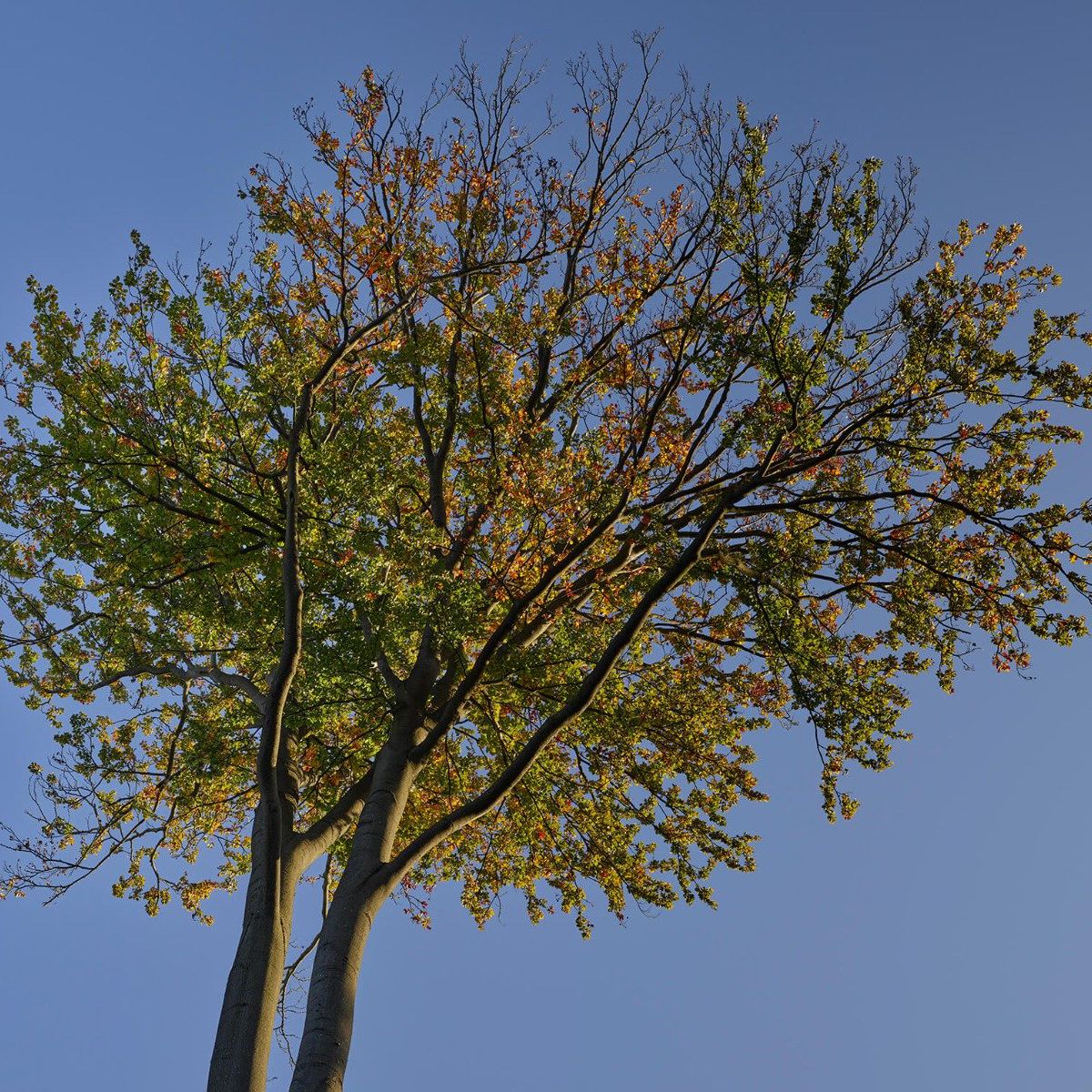 Arbre d'automne