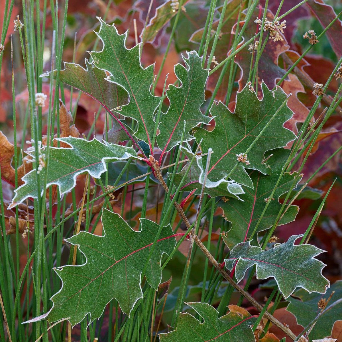 Oak leaves with winter frost