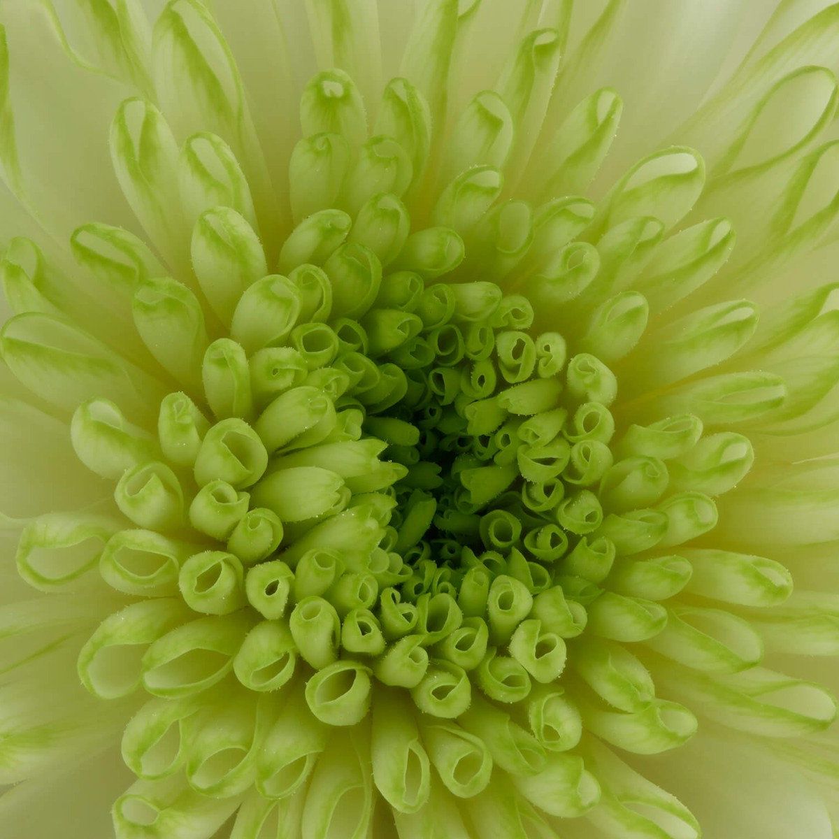 Close-up flower