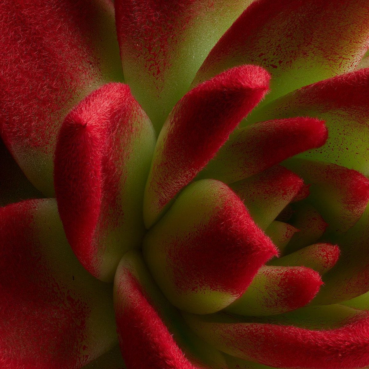 Roter Kaktus