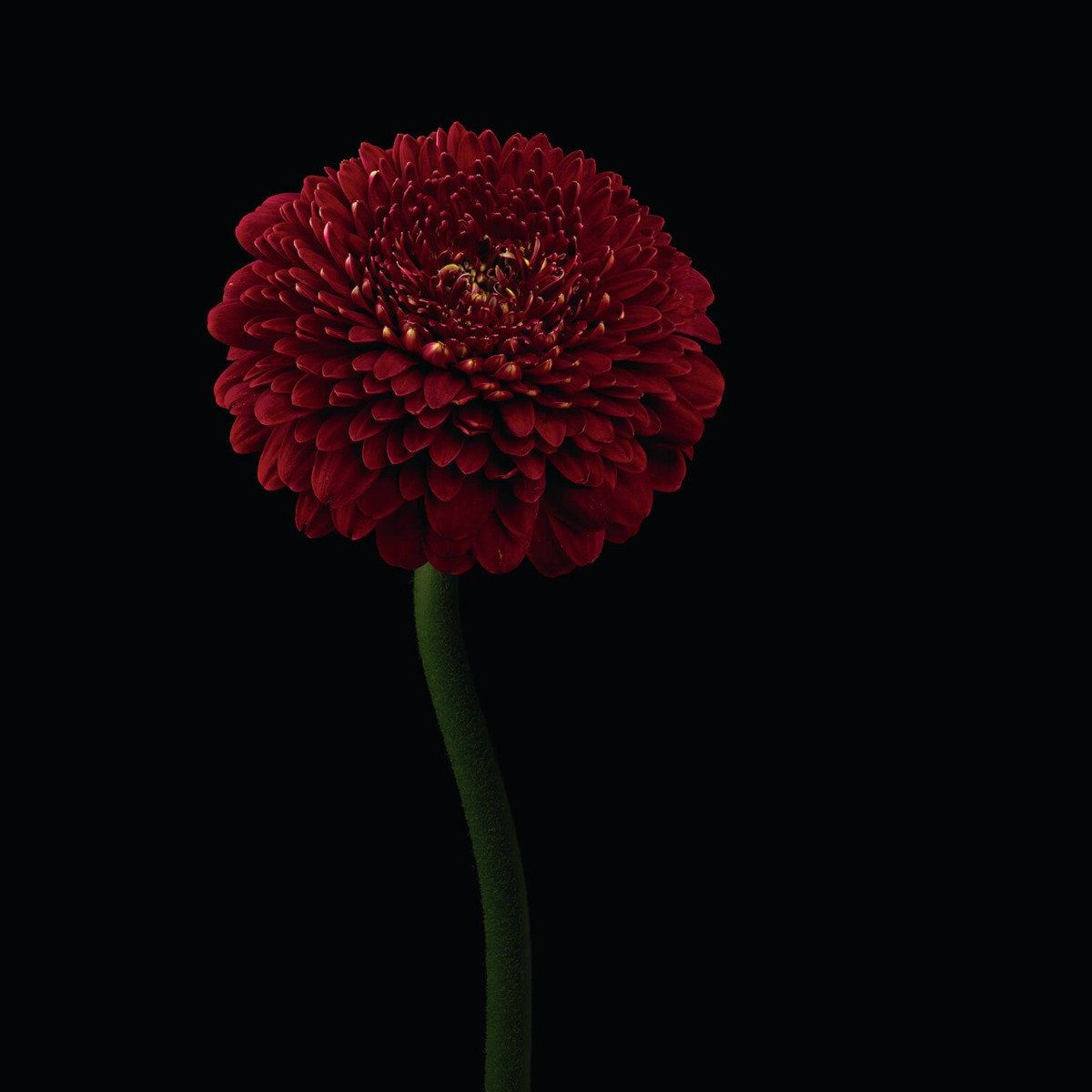Red flower on stem
