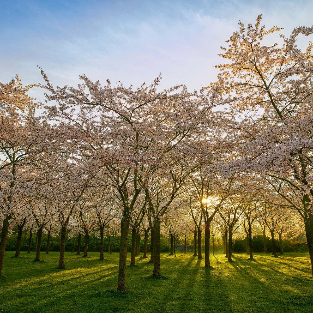 Flowering blossom trees