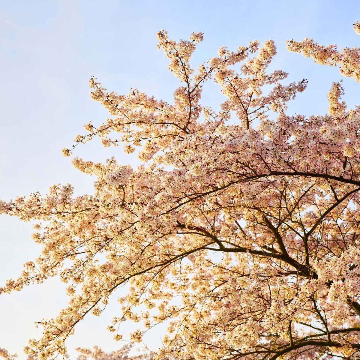 Blossom branch in bloom